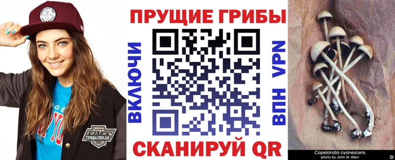 Галлюциногенные грибы прущие грибы  Брянск 